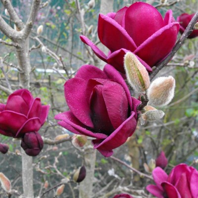Magnolia Genie C3